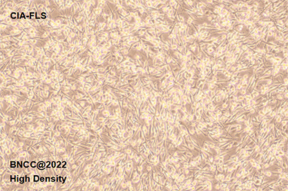 Fibroblast synovial cells of rat knee joint-BNCC