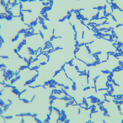 Clostridium ramosum-BNCC