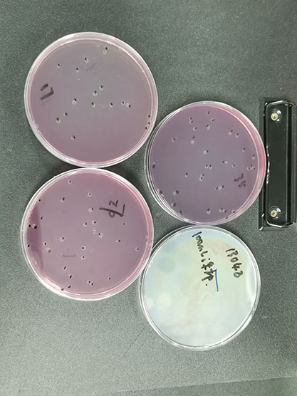 Fecal coliform negative control samples (multi-tube fermentation method)-BNCC