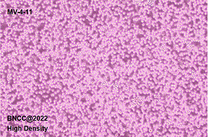 Human myeloid monocytic leukemia cells-BNCC