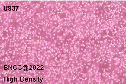 Human hisocytic lymphoma cells-BNCC