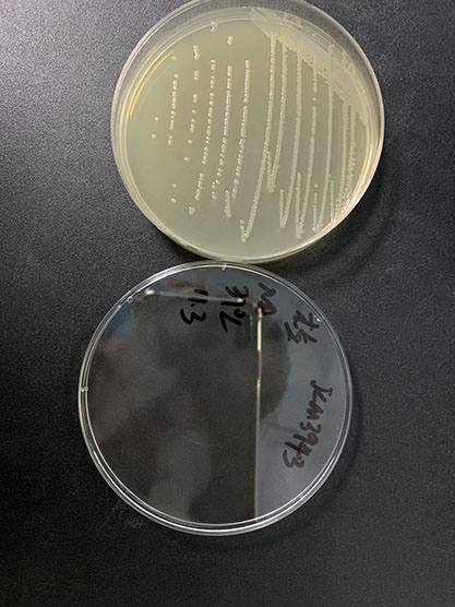 Enterobacter carcinogenes-BNCC