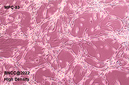 Mouse pancreatic acinar cells-BNCC