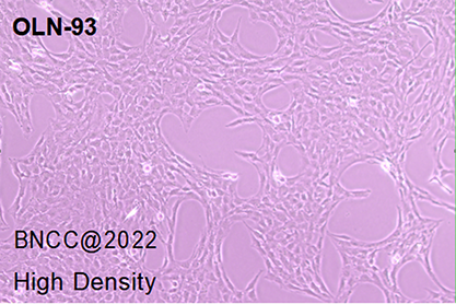 Rat oligodendrocyte precursor cell line-BNCC