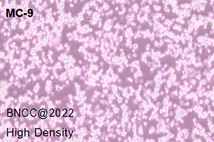 Mouse mast cell-BNCC