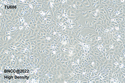 Human laryngeal cancer cells-BNCC
