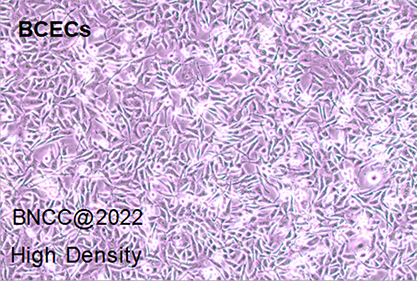 Rat brain capillary endothelial cells-BNCC