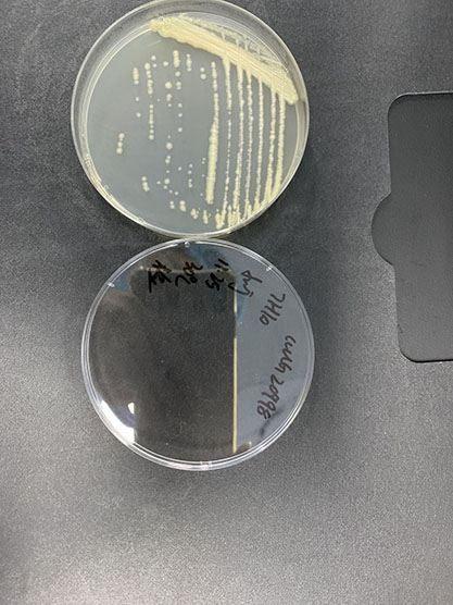 Mycobacterium marinum-BNCC