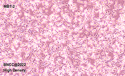 Mouse bladder transitional cancer cells-BNCC