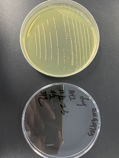 Streptococcus agalactiae-BNCC