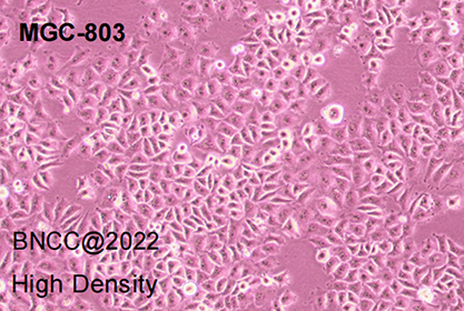 Human gastric cancer cells-BNCC