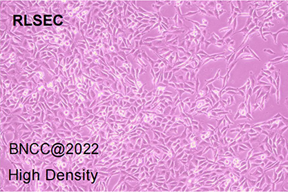 Rat hepatic sinusoidal endothelial cells-BNCC