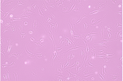 Mouse adipose precursor cells-BNCC