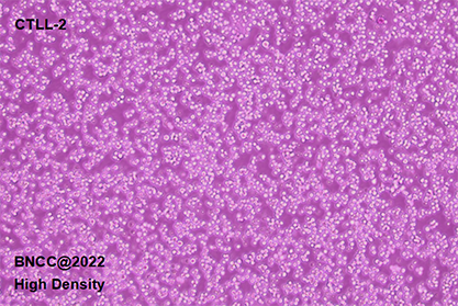 Mouse T lymphocyte-BNCC