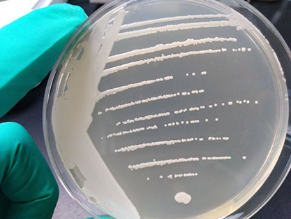 Saccharomyces kluyveri-BNCC