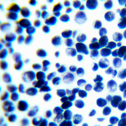 Cryptococcus bacillisporus-BNCC