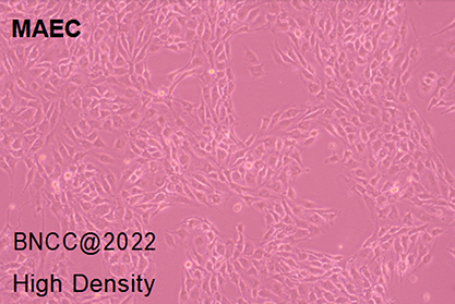 Mouse aortic endothelial cells-BNCC