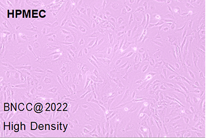 Human pulmonary microvascular endothelial cells-BNCC