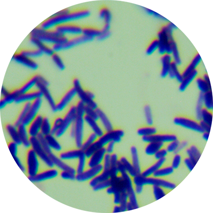 Bacillus cereus-BNCC