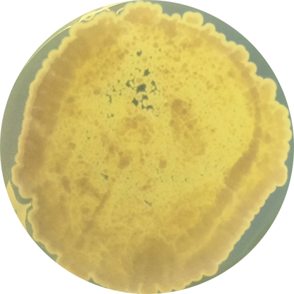 Aspergillus aurantiobrunneus-BNCC