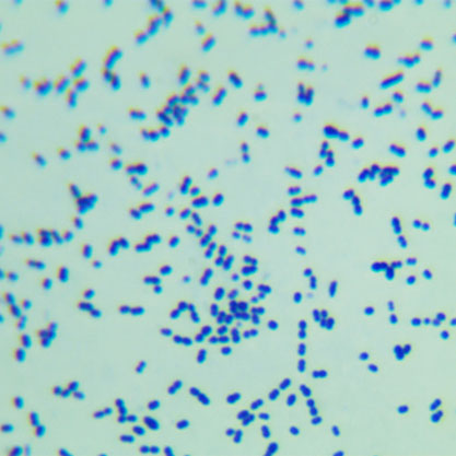 Streptococcus pneumoniae-BNCC