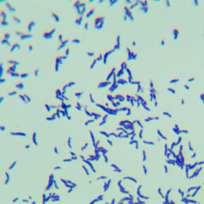 Corynebacterium lipophiloflavum-BNCC