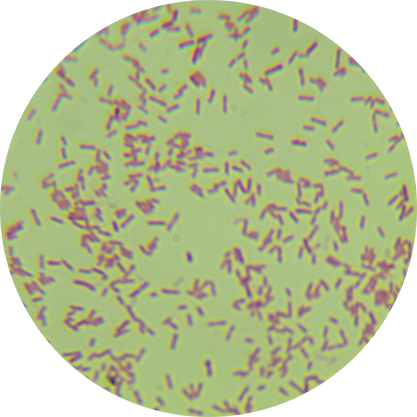 PAO1 Pseudomonas aeruginosa Luc marker plasmid type-BNCC