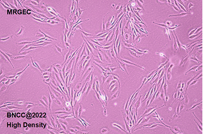 Mouse glomerular endothelial cells-BNCC