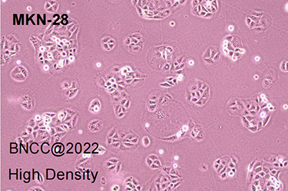 Human gastric cancer cells-BNCC