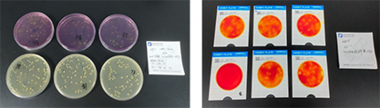 Water Quality Fecal Coliform Positive Quality Control Sample (Paper Rapid Method)-BNCC