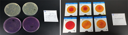 Water quality total coliform positive quality control samples (paper rapid method)-BNCC