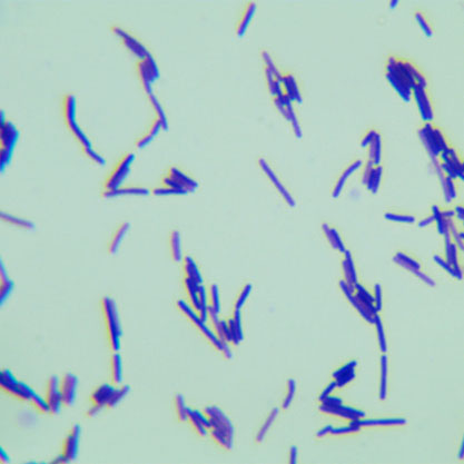 Lentibacillus populi-BNCC