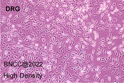 Rat dorsal root ganglion cells-BNCC