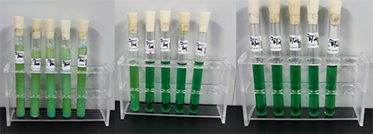 Standard Quality Control Sample of Coliform Group (MPN Counting Method)-BNCC