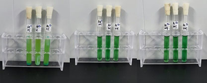 Standard Quality Control Sample of Coliform Group (MPN Counting Method)-BNCC