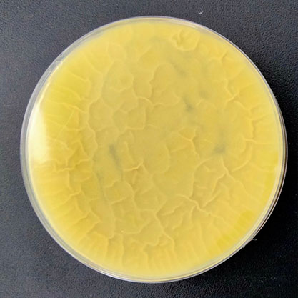 Aspergillus foetidus-BNCC