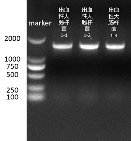 Escherichia coli (O157:H7) nucleic acid reference (heat inactivated) (strongly positive)-BNCC