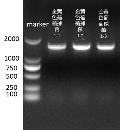 Staphylococcus aureus nucleic acid reference material  (Heat inactivated)(Strongly positive)-BNCC