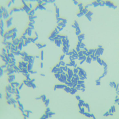 Clostridium sporogenes-BNCC