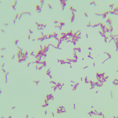 Promicromonospora sukumoe-BNCC