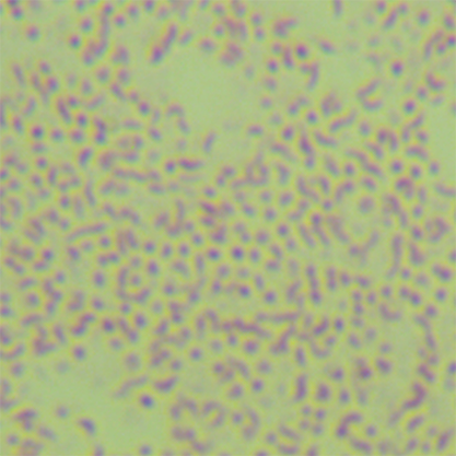 Campylobacter jejuni-BNCC