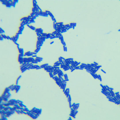 Bacillus licheniformis-BNCC