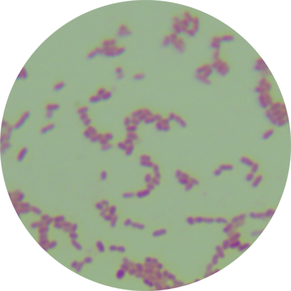 Klebsiella pneumoniae-BNCC