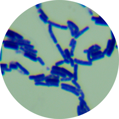 Bacillus subtilis-BNCC