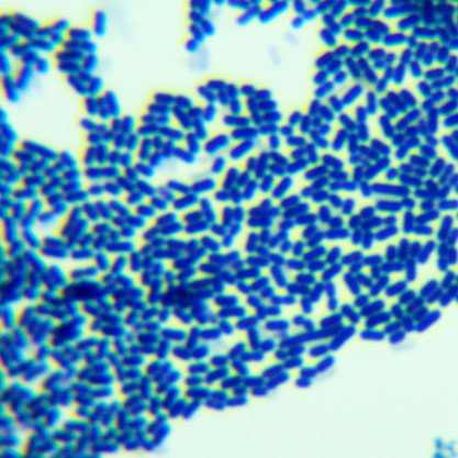 Lactobacillus pentosus-BNCC