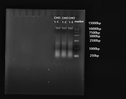 CHO Cell DNA Quantitative National Standard for qPCR Method-BNCC