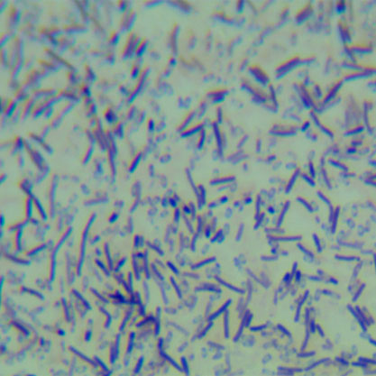 Bacillus subtilis-BNCC