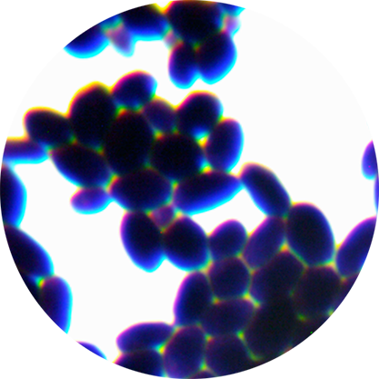 Saccharomyces cerevisiae-BNCC