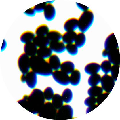 Saccharomyces cerevisiae-BNCC