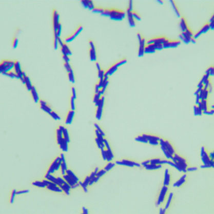 Bacillus licheniae-BNCC